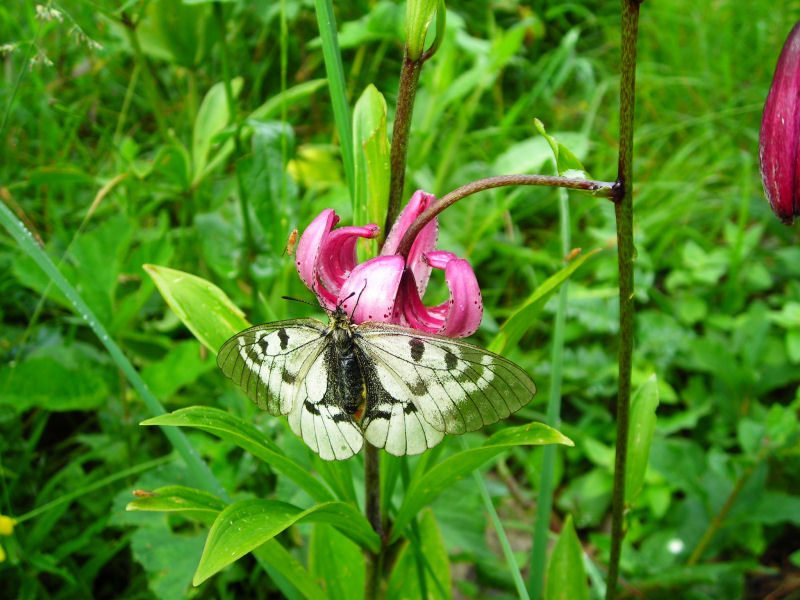 Parnassius mnemosyne